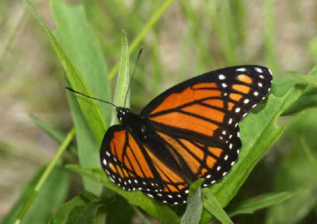 Limenitis archippus Nymphalidae