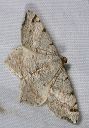 macaria_bisignata4285