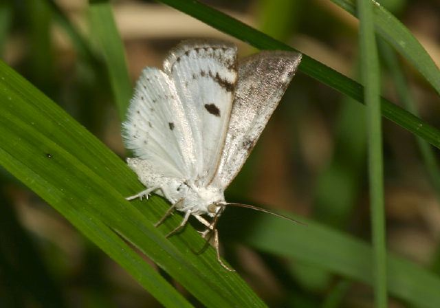 Lomographa semiclarata Geometridae
