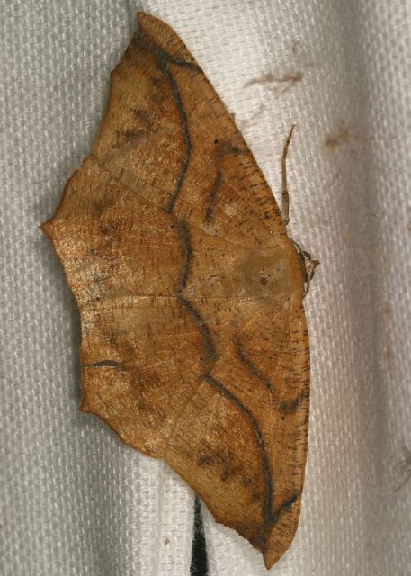 Prochoerodes lineola Geometridae