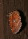 phyllodesma_americana