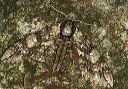 waved_sphinx_moth915