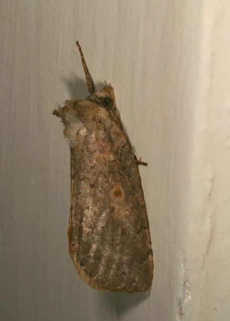 Pseudothyatira cymatophoroides Drepanidae