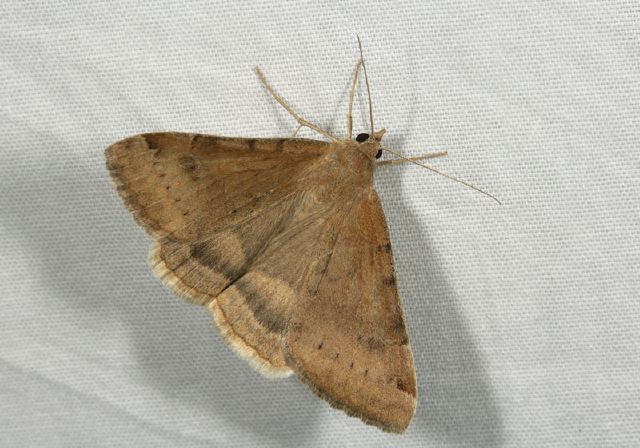 Caenurgina erechtea Erebidae