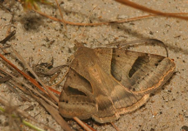 Caenurgina erechtea Erebidae