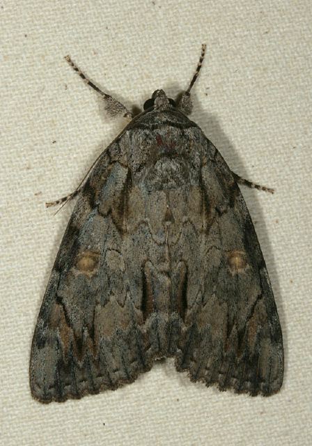 Catocala neogama Erebidae