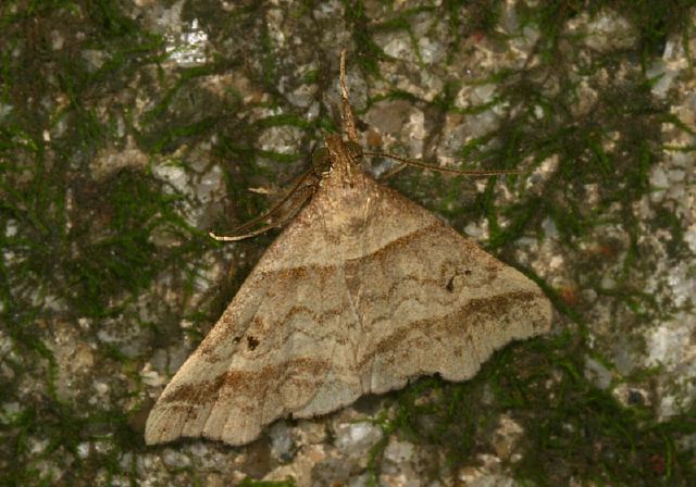 Phalaenophana pyramusalis Erebidae