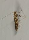 caloptilia_syringella723