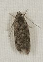 chionodes_sp0773