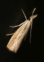 agriphila_vulgivagella443