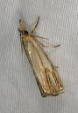 crambus_agitatellus0817