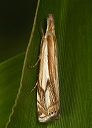 crambus_agitatellus427