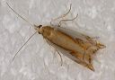 crambus_bidens005