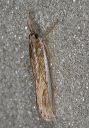 crambus_praefectellus4702