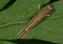 crambus_sp377