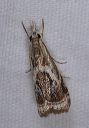 microcrambus_elegans0818