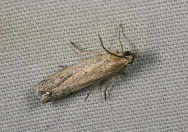   Crambidae