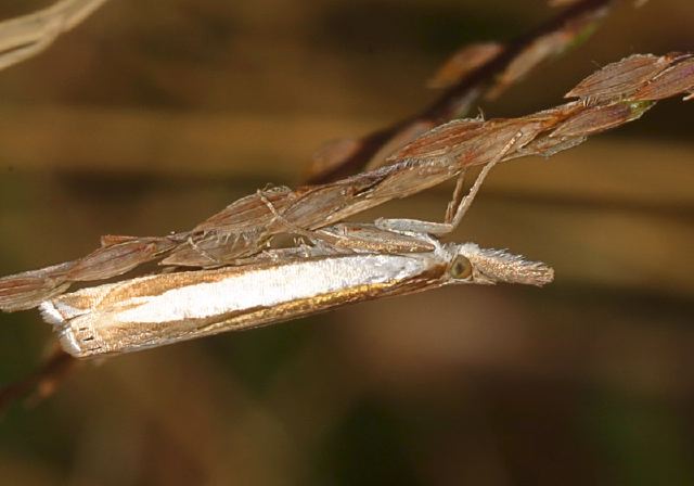 Crambus laqueatellus Crambidae