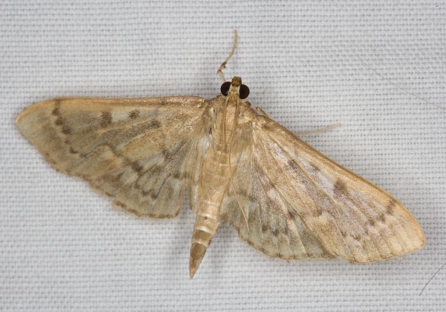 Herpetogramma thestialis? Crambidae