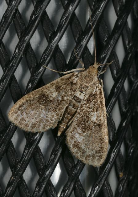 Palpita arsaltealis Crambidae