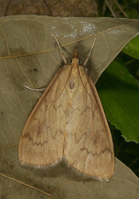 Ostrinia penitalis Crambidae