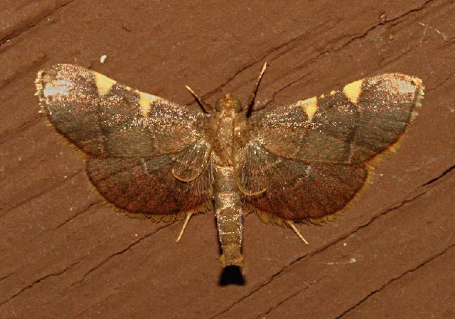 Dolichomia olinalis Pyralidae