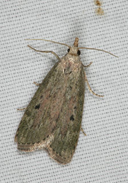 Aphomia sociella Pyralidae