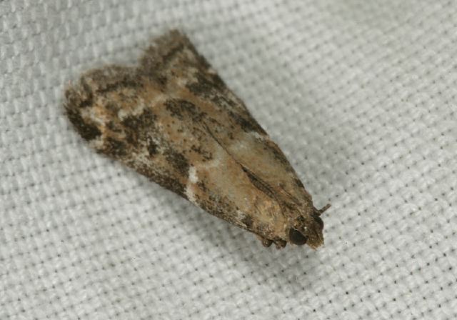 Vitula broweri? Pyralidae