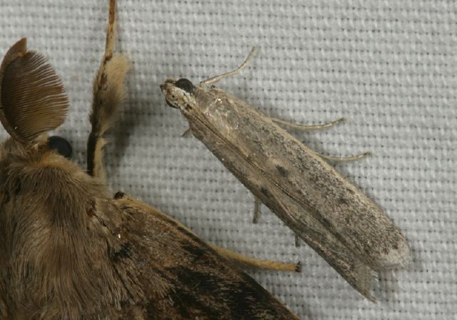 Phycitodes reliquellus? Pyralidae