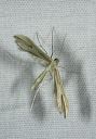 plume_moth4293