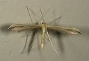 plume_moth761