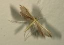 plume_moth762