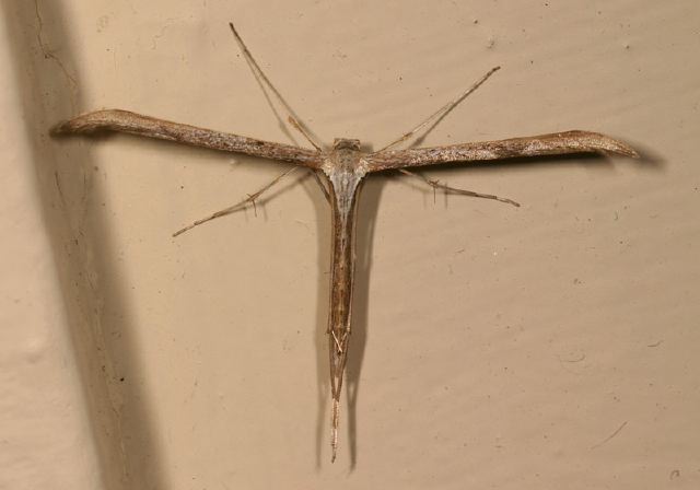 Emmenlina monodactyla Pterophoridae