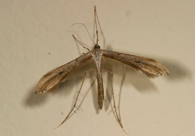 Emmenlina monodactyla Pterophoridae