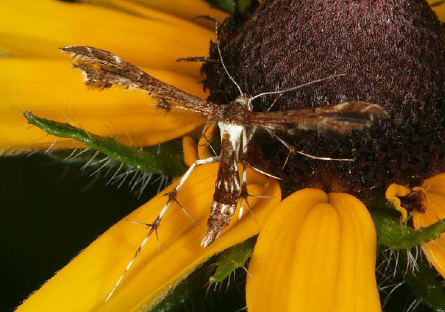 Geina tenuidactyla? Pterophoridae