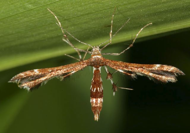 Geina tenuidactyla? Pterophoridae