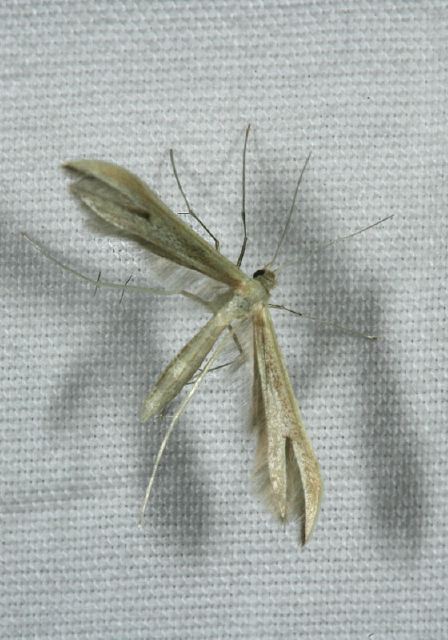 Hellinsia sp.? Pterophoridae