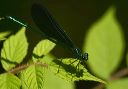 ebonyjewelwing118