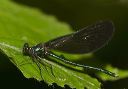 ebonyjewelwing611