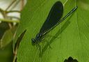 ebonyjewelwing881