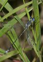 lyre-tipped_spreadwing4384