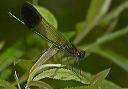 riverjewelwing876