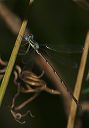 slender_spreadwing689