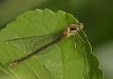 slender_spreadwing9393