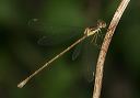 spreadwing_0625