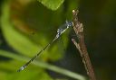 sweetflag_spreadwing687