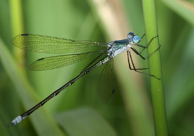 Lestes eurinus Lestidae