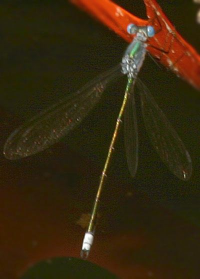 Lestes eurinus Lestidae