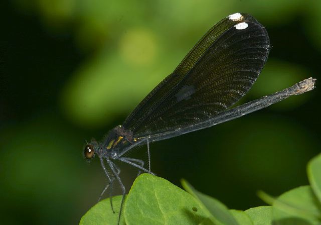 Calopteryx maculata Calopterygidae