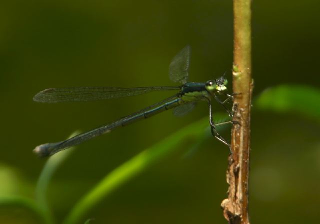 Lestes inaequalis Lestidae